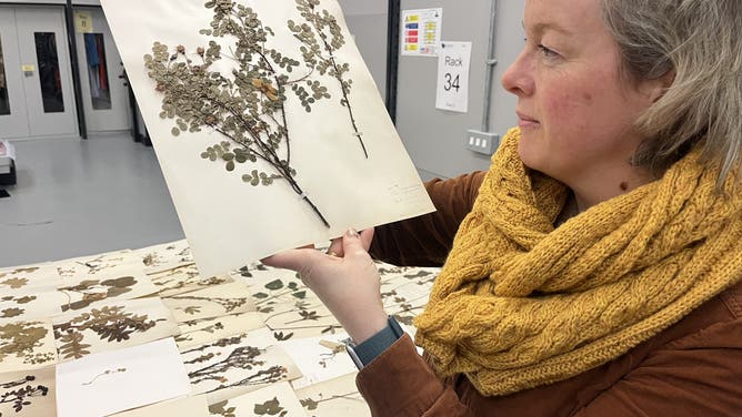 Collection of dead plants to be used for climate change study