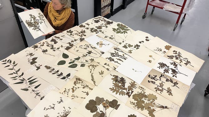 Collection of dead plants to be used for climate change study