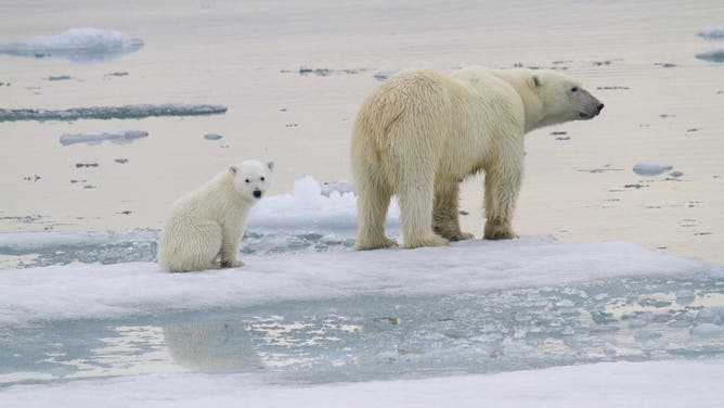A polar bear and cub.