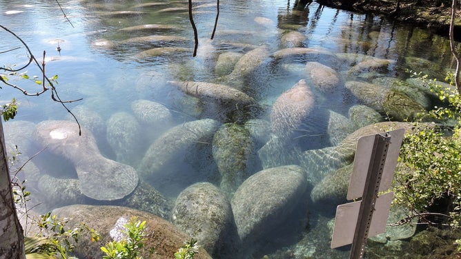 Manatees seek warm water during January's cold spell.