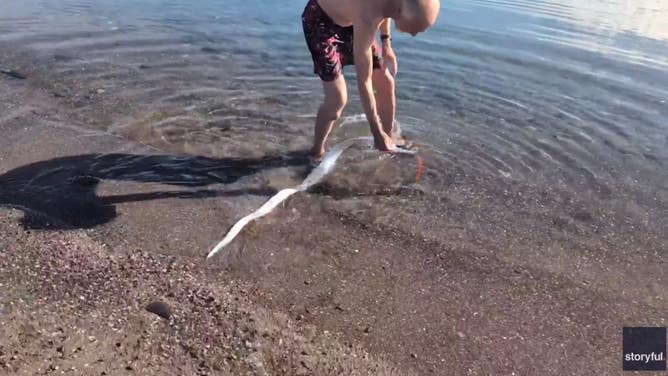 A man picks up an oarfish that washed up in Mexico on Feb. 9.