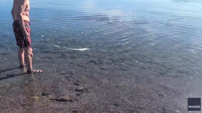 Oarfish tries to swim away after washing up on a beach in Mexico.