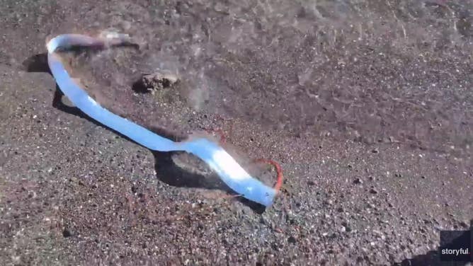 Silvery oarfish flops around on beach in Mexico.