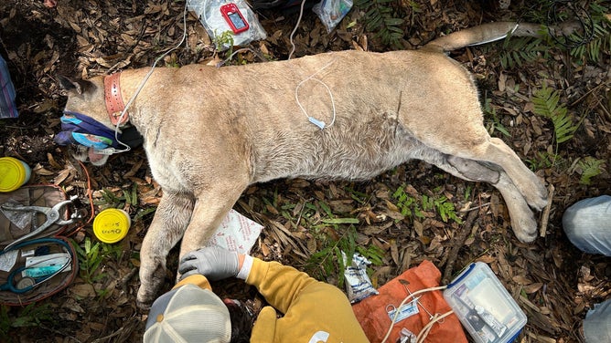 FWC biologists recently captured and collared the heaviest Florida panther ever recorded, an adult male weighing in at 166 pounds! This effort is part of a long-term research program that monitors panther movements, health and population dynamics. This project provides essential data for conservation efforts on the endangered Florida panther.