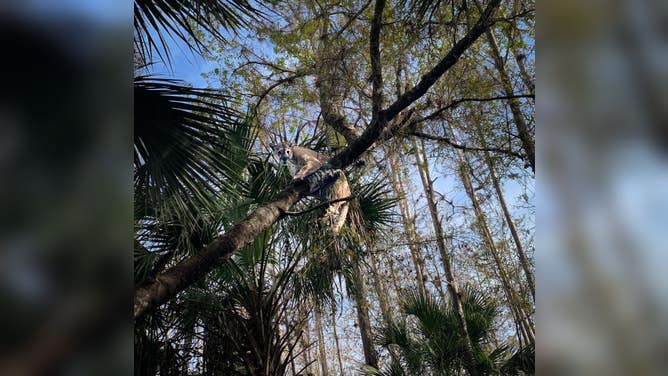 FWC biologists recently captured and collared the heaviest Florida panther ever recorded, an adult male weighing in at 166 pounds! This effort is part of a long-term research program that monitors panther movements, health and population dynamics. This project provides essential data for conservation efforts on the endangered Florida panther.