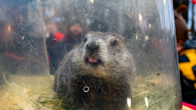 PUNXSUTAWNEY, PENNSYLVANIA - FEBRUARY 2: Punxsutawney Phil takes a break to greet the public after he saw his shadow predicting 6 more weeks of winter during the 139th annual Groundhog Day festivities on February 2, 2025 in Punxsutawney, Pennsylvania. Groundhog Day is a popular tradition in the United States and Canada. If Punxsutawney Phil sees his shadow he regards it as an omen of six more weeks of bad weather and returns to his den. Early spring arrives if he does not see his shadow, causing Phil to remain above ground. (Photo by Jeff Swensen/Getty Images)