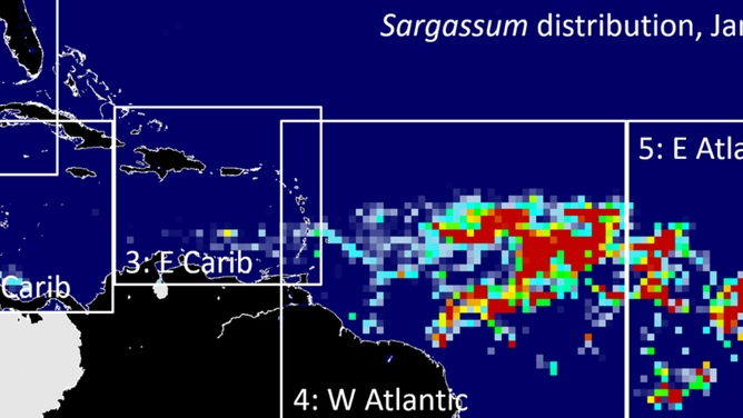 Map of Sargassum distribution from January 2025