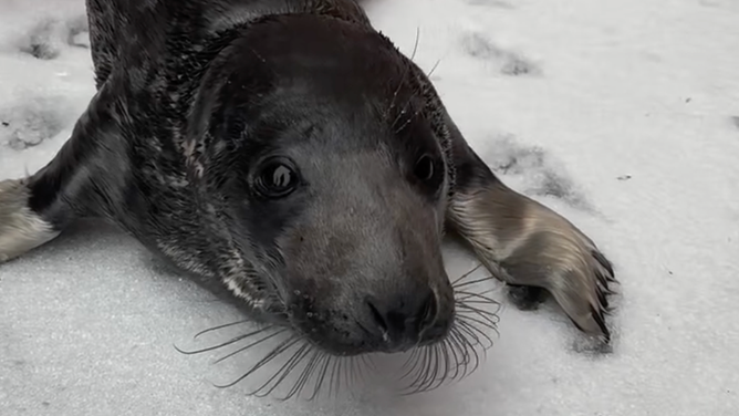 The gray seal pup.