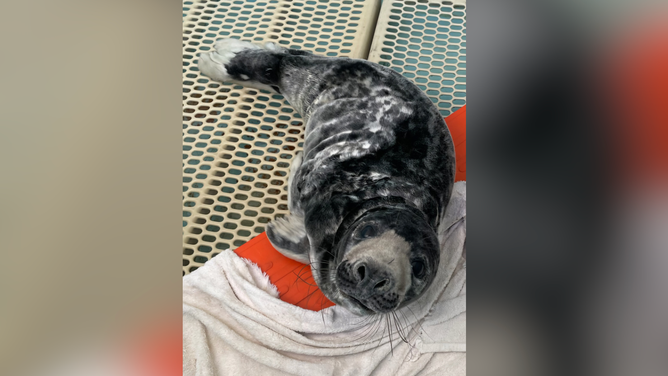 The gray seal recovering at Mystic Aquarium.