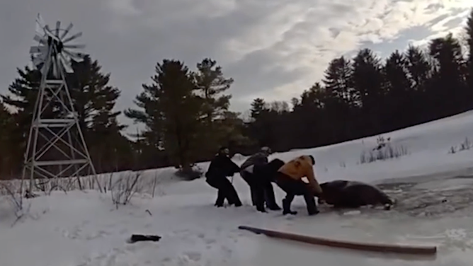 Some members of the rescue trying to pull the horse out of the water.