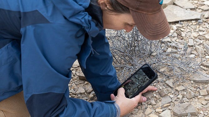 Park botanist C. Whiting takes a closer look at wooly devil.