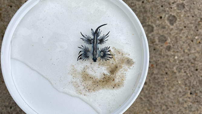 The National Park Service that during periods of strong, onshore winds, Blue Sea Dragons or what are known as Glaucus atlanticus can wash ashore beaches.