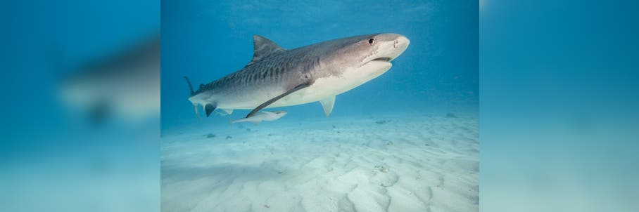 Bite mark helps experts determine this shark species bit woman on popular New York beach