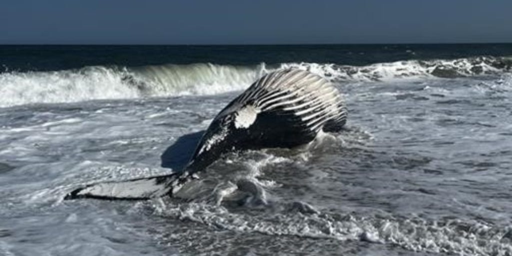 Massive humpback whale found stranded on Delaware beach with spring break underway