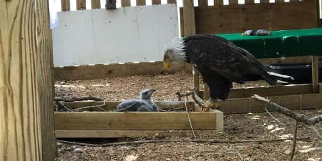 Beloved Bald Eagle Murphy Dies, Memorial Aviary Planned