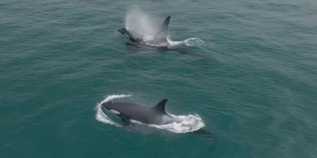 Video: Large pod of killer whales hunt down dolphins in California waters