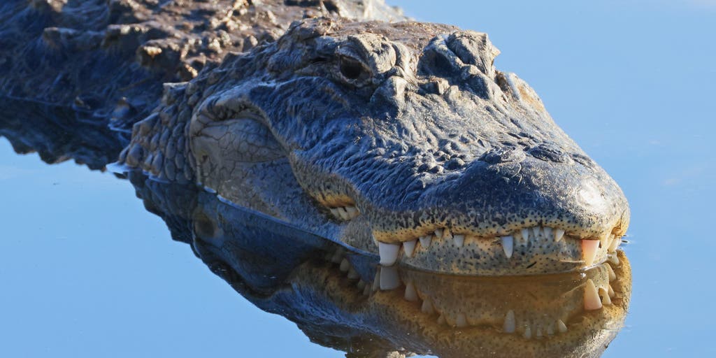 Here's why people in the Sunshine State need to be on alert during alligator mating season