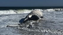 Massive humpback whale found stranded on Delaware beach with spring break underway