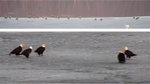 Over 40 bald eagles gather on frozen Wisconsin waters: 'Lake of America'