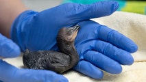 Over 60 chicks, eggs rescued from wind-damaged eucalyptus tree in California