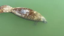 Drone video shows complicated manatee rescue near Florida Keys brush fire