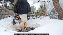 Famed California eaglet dies during significant winter storm