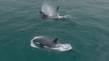 Video: Large pod of killer whales hunt down dolphins in California waters