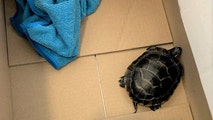 Man caught with live turtle in pants at Newark Airport leaves TSA agents shell-shocked