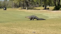 Watch: Monster-sized gator strolls through Florida golf course to catch some rays