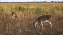 Fatal 'zombie deer' disease found at Virginia national park