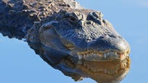 Watch: Alligator proudly crosses street with tasty turtle in mouth