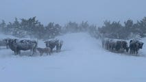 See it: Snow-covered cattle endure Midwestern blizzard just hours after summer warmth