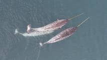 Rare drone video of narwhals finally reveals how 'unicorns of the sea' use their tusks