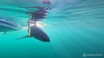 Massive great white shark among several being tracked off Florida coast as spring break begins