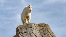 Denver’s heat forces zoo to permanently relocate goats