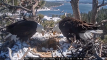 Watch: Baby bald eagles hatch in longtime nest of beloved bird couple