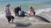 Fishermen reel in massive great white shark on Outer Banks beach