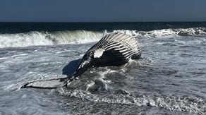 Massive humpback whale found stranded on Delaware beach with spring break underway