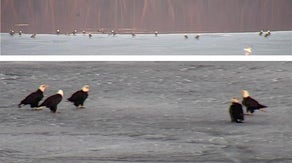 Over 40 bald eagles gather on frozen Wisconsin waters: 'Lake of America'