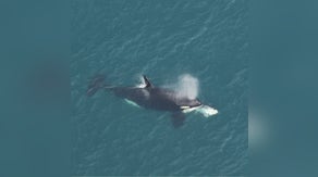 Animal rarely seen off North Carolina coast spotted for first time in 5 years