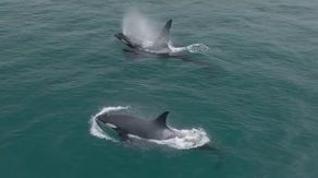 Video: Large pod of killer whales hunt down dolphins in California waters