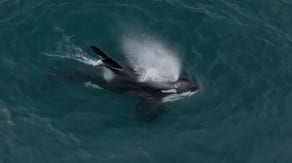 See the rare creatures that showed up in a California bay to feed on salmon