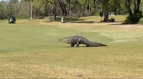 Watch: Monster-sized gator strolls through Florida golf course to catch some rays