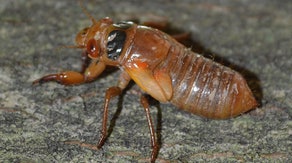 Billions of buzzing cicadas will emerge across multiple states this spring