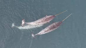 Rare drone video of narwhals finally reveals how 'unicorns of the sea' use their tusks