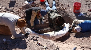 Deer hunter stumbles upon rare mammoth tusk in rugged terrain of West Texas