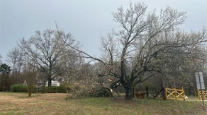 Severe thunderstorms slam the Carolinas, causing downed trees and power outages