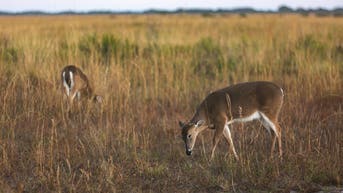 Fatal 'zombie deer' disease confirmed in US at popular national park - Fox News