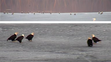Over 40 bald eagles gather on a frozen Wisconsin waters: 'Lake of America'
