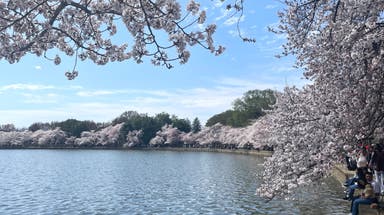 Peak bloom of the picturesque cherry blossom trees in Washington, D.C. is almost here